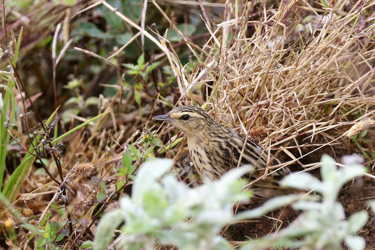 Nilgiri Pipit - ML646184012