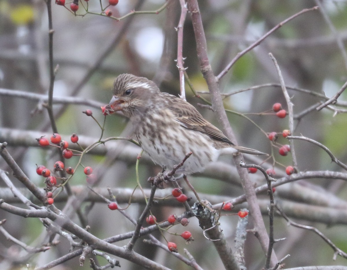 Purple Finch - ML646184014