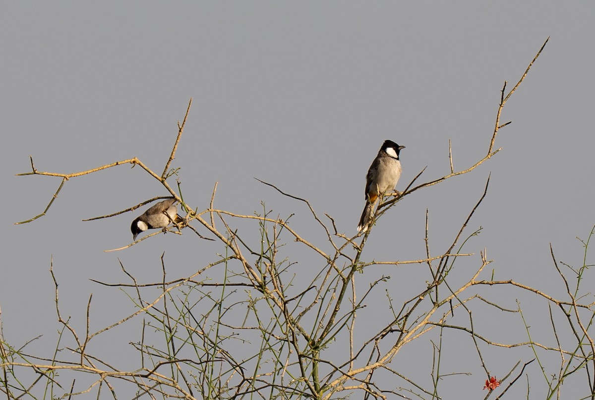 シロミミヒヨドリ - ML646184017