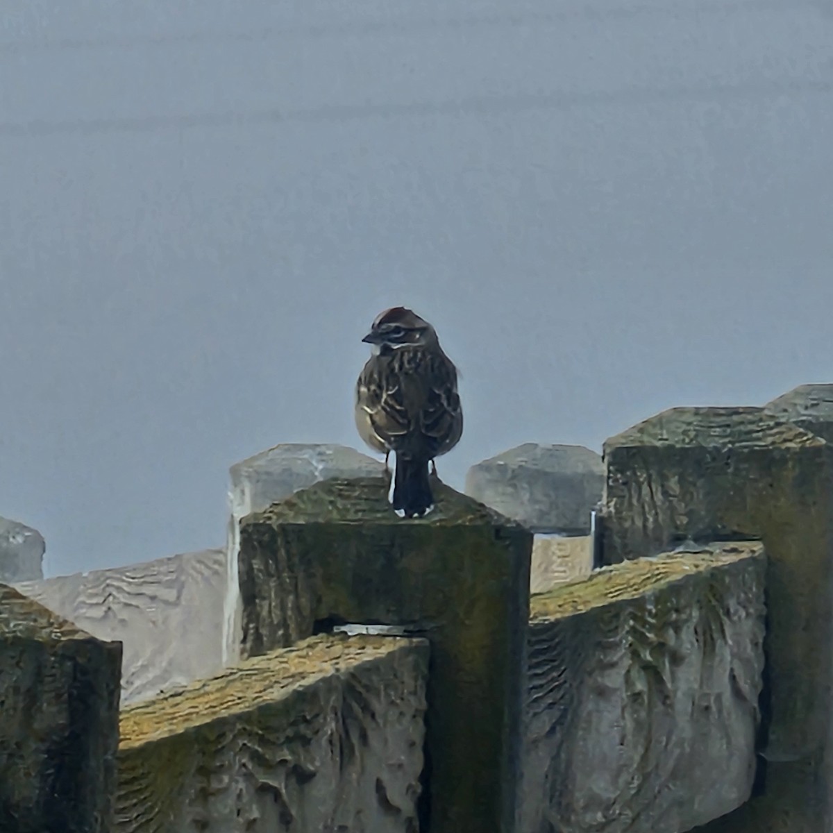 Lark Sparrow - ML646184018