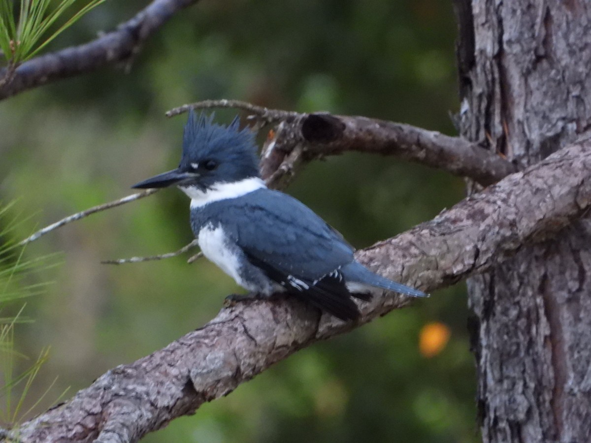Belted Kingfisher - ML646184021