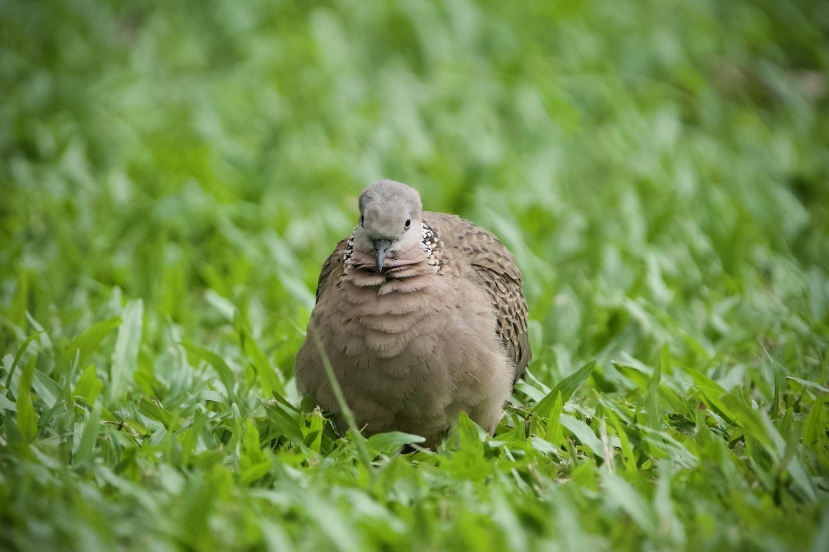 Spotted Dove - ML646184024