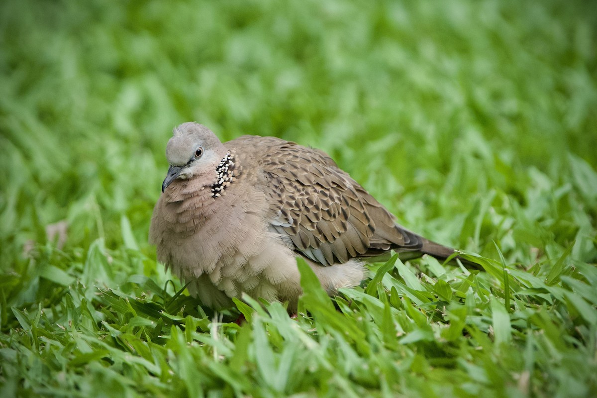 Spotted Dove - ML646184026