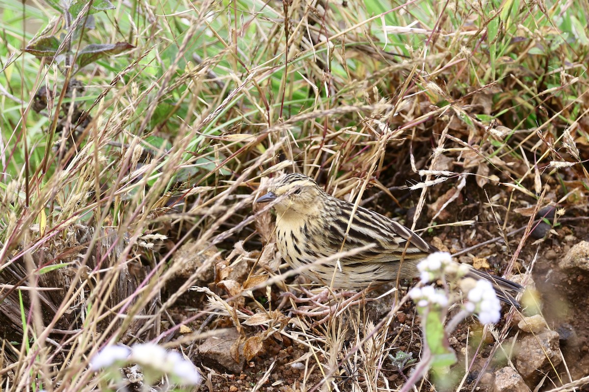 Nilgiri Pipit - ML646184029