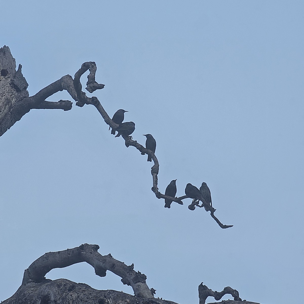 European Starling - ML646184031