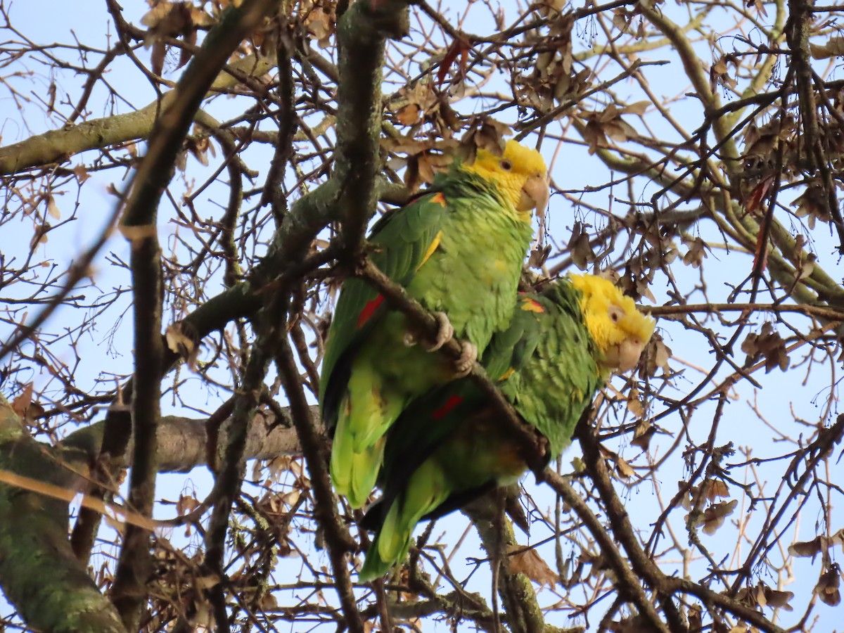 Yellow-headed Amazon - ML646184032