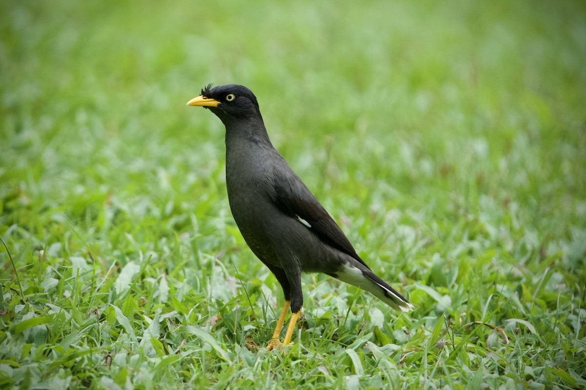 Javan Myna - ML646184036