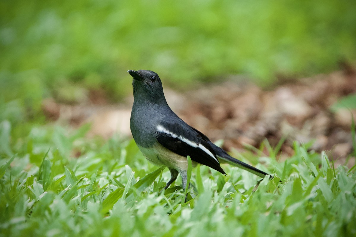 Oriental Magpie-Robin - ML646184041