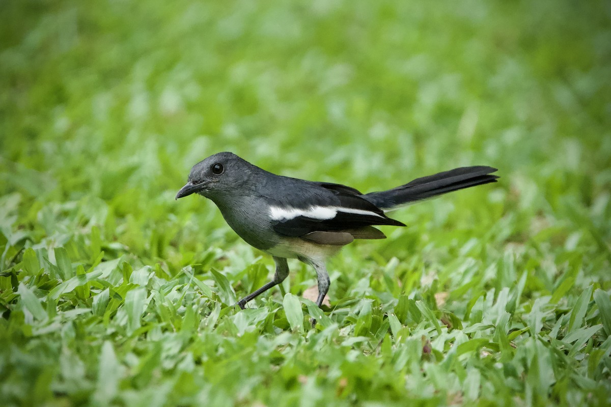 Oriental Magpie-Robin - ML646184042