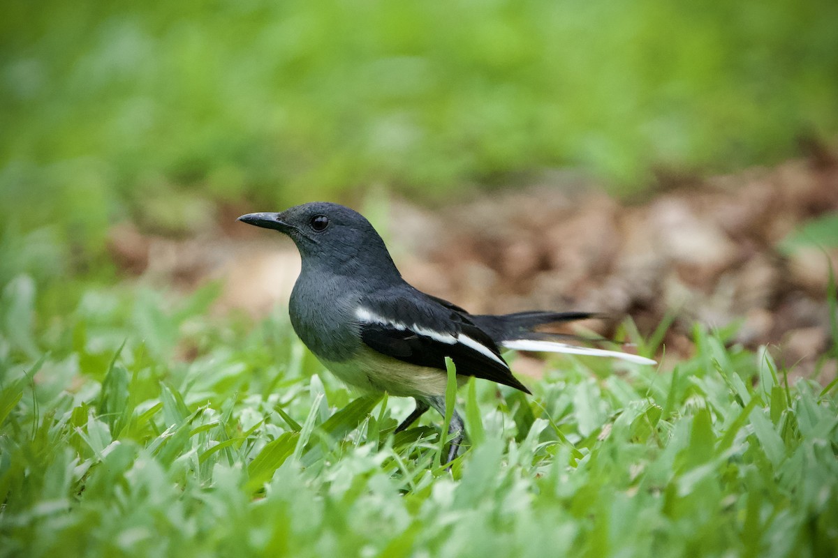 Oriental Magpie-Robin - ML646184043