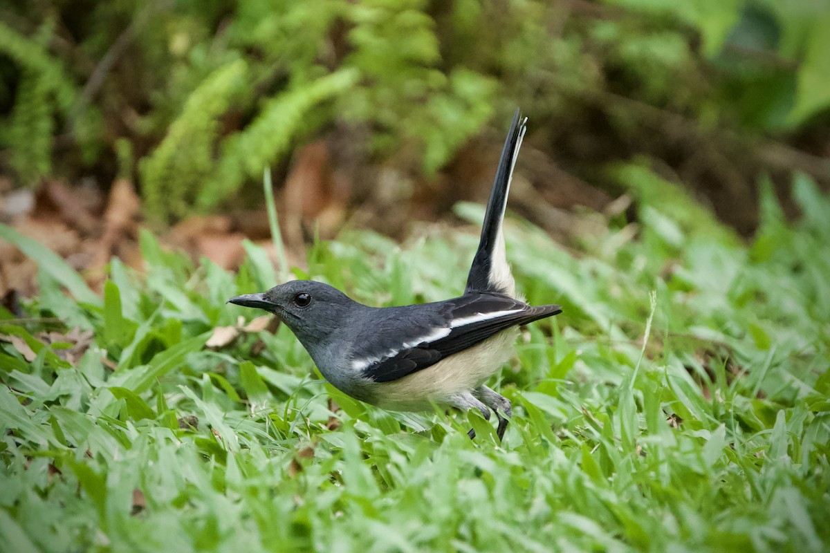 Oriental Magpie-Robin - ML646184044