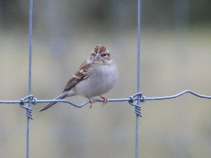 Chipping Sparrow - ML646184047