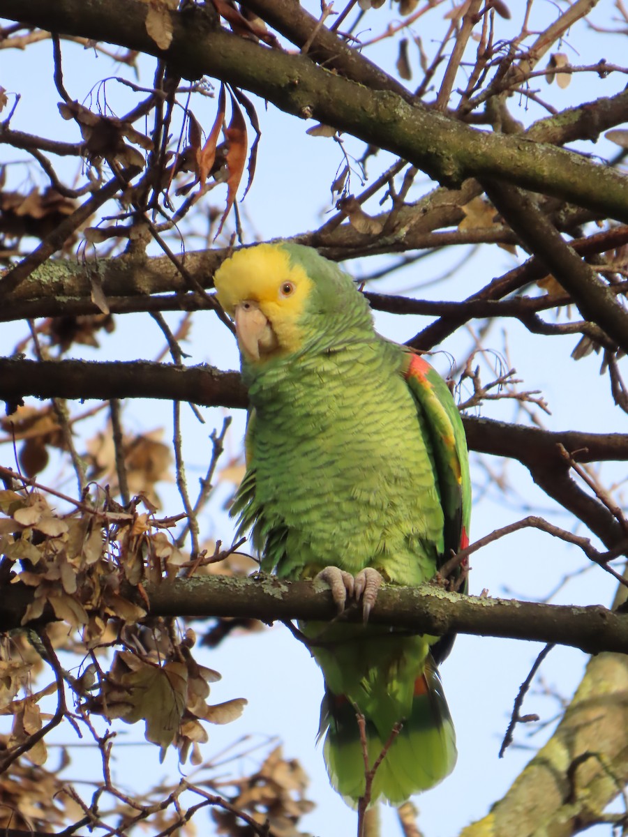 Yellow-headed Amazon - ML646184049