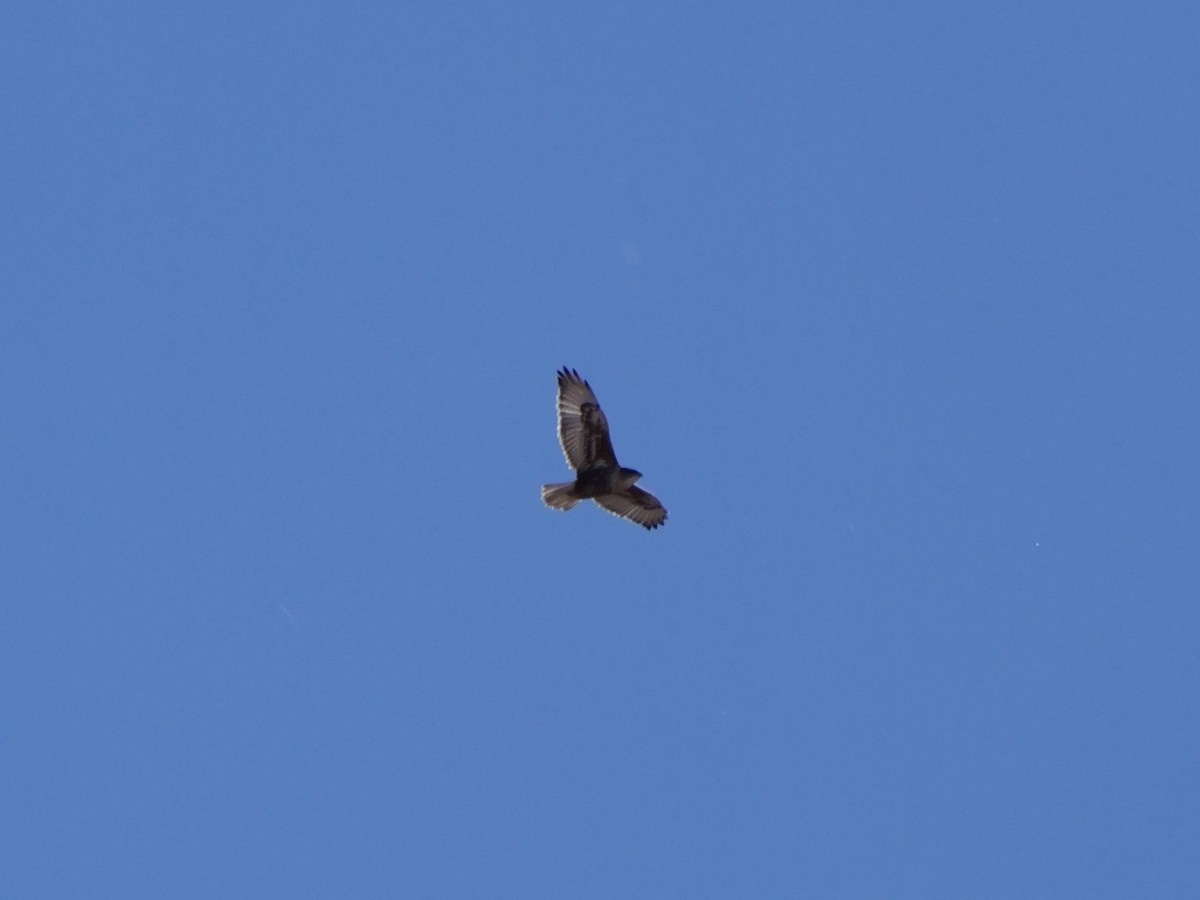 Ferruginous Hawk - ML646184059