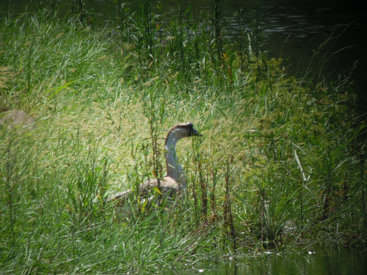 Swan Goose (Domestic type) - ML646184068