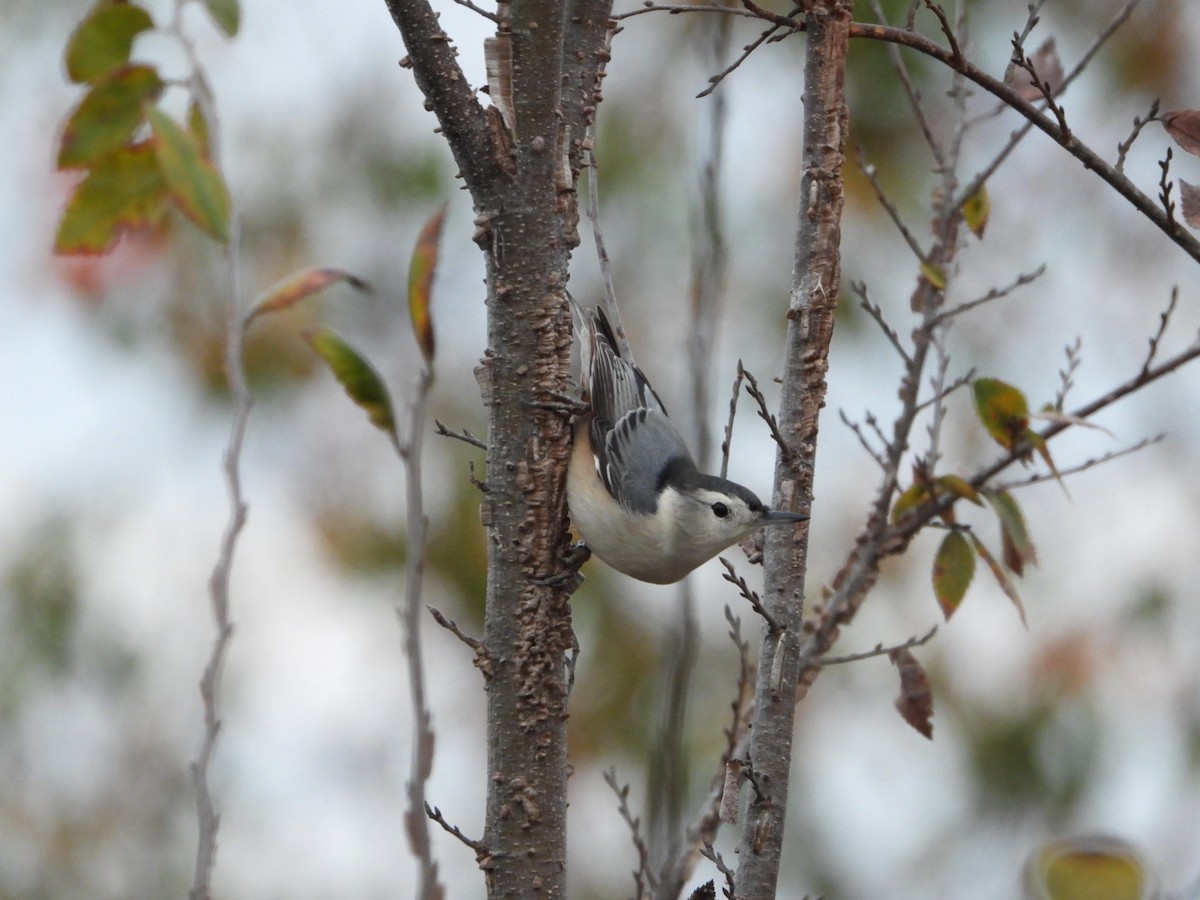 White-breasted Nuthatch - ML646184069