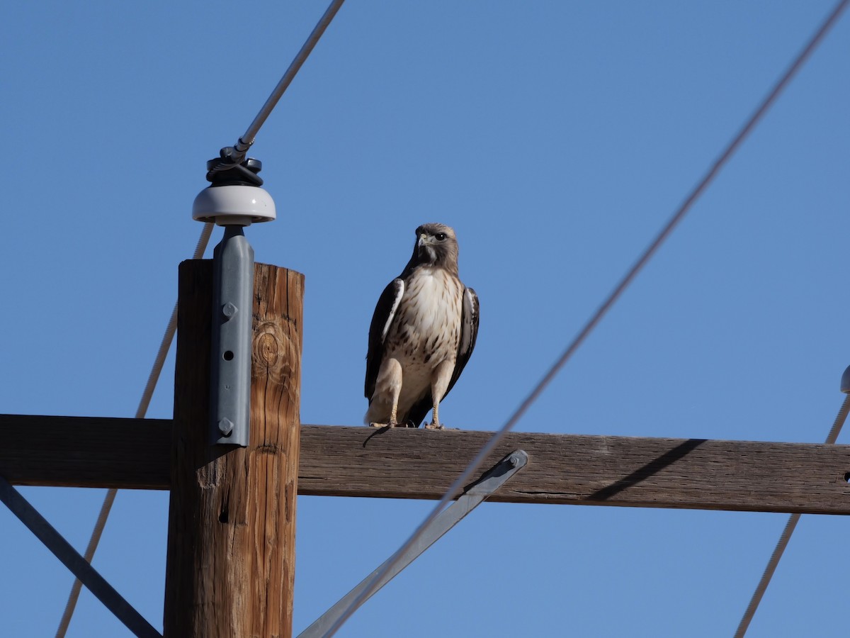 Red-tailed Hawk - ML646184083