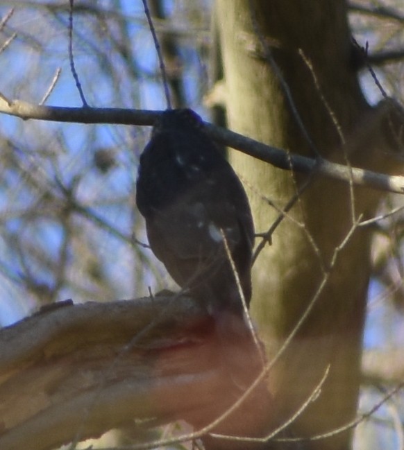 parulahauk/trostehauk - ML646184086