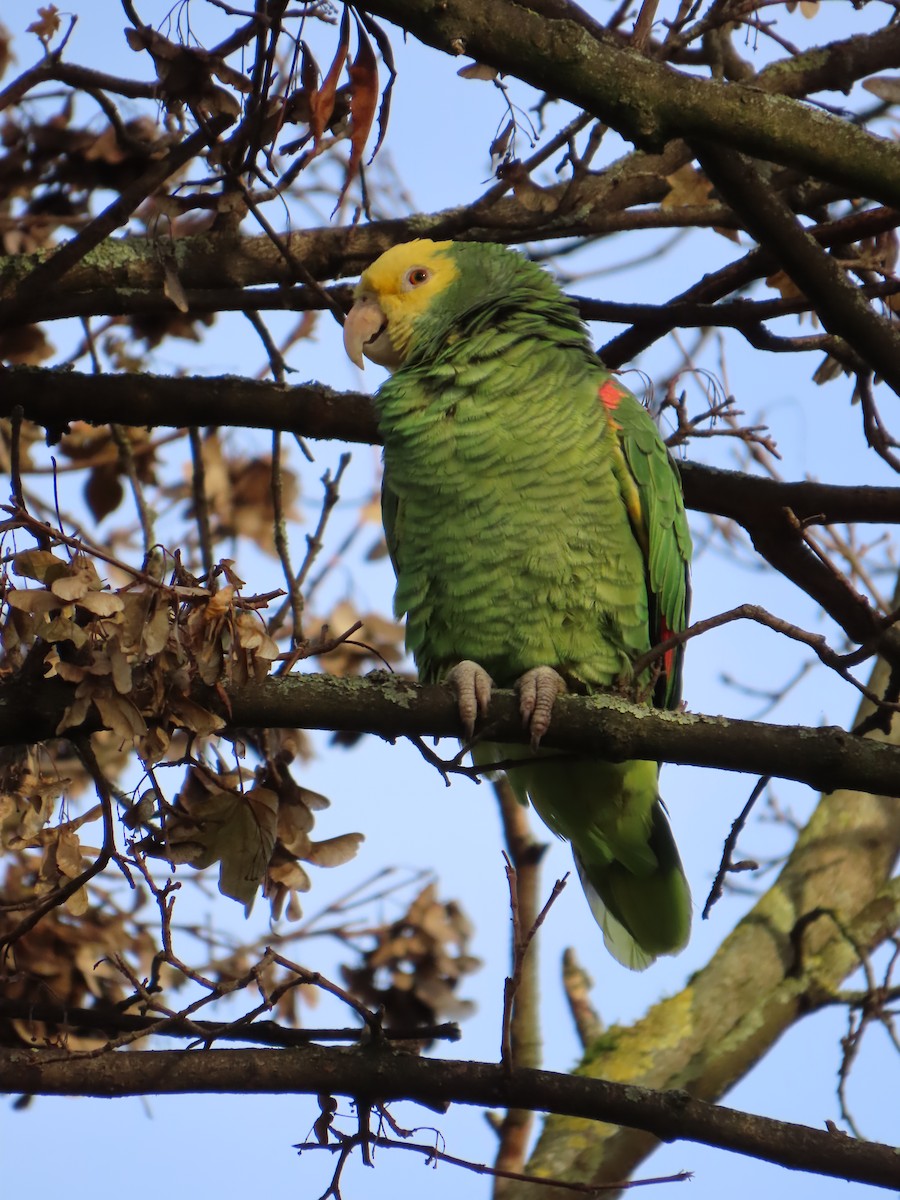 Yellow-headed Amazon - ML646184089