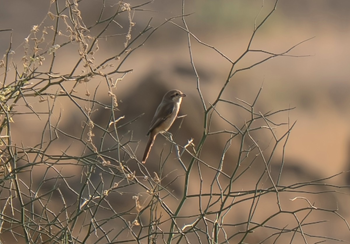 Red-tailed Shrike - ML646184091