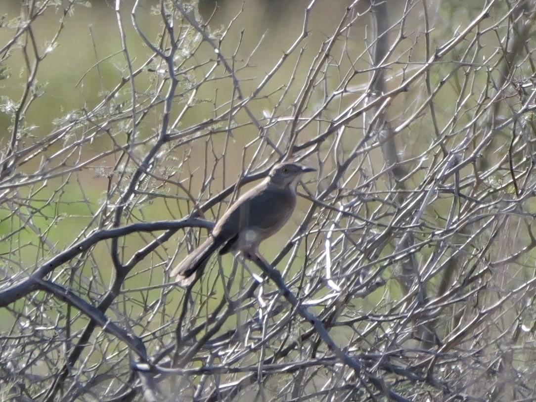 Bendire's Thrasher - ML646184096