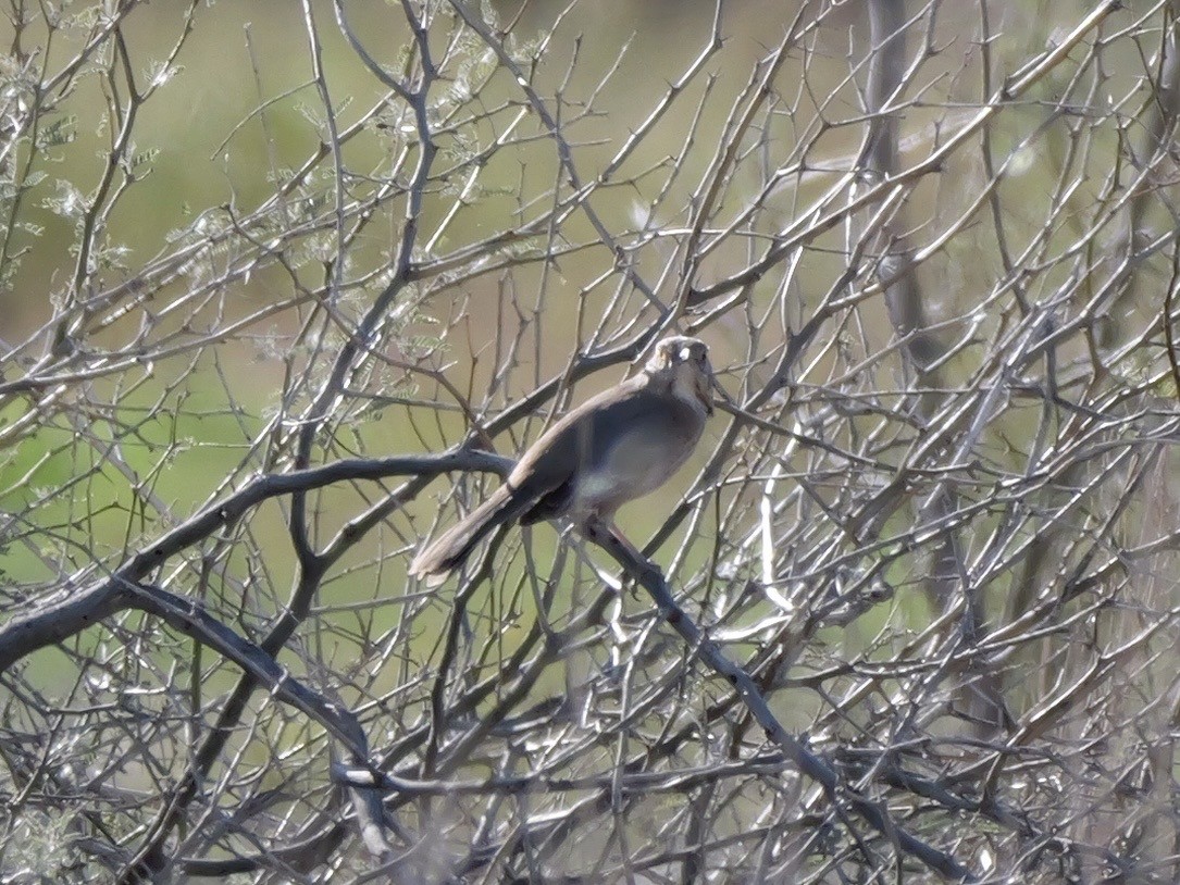Bendire's Thrasher - ML646184097