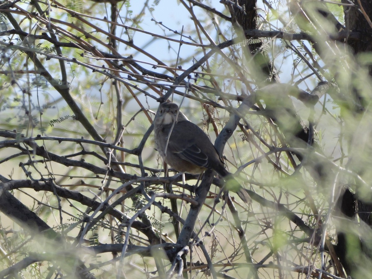 Bendire's Thrasher - ML646184098