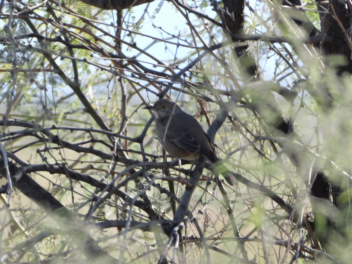 Bendire's Thrasher - ML646184099