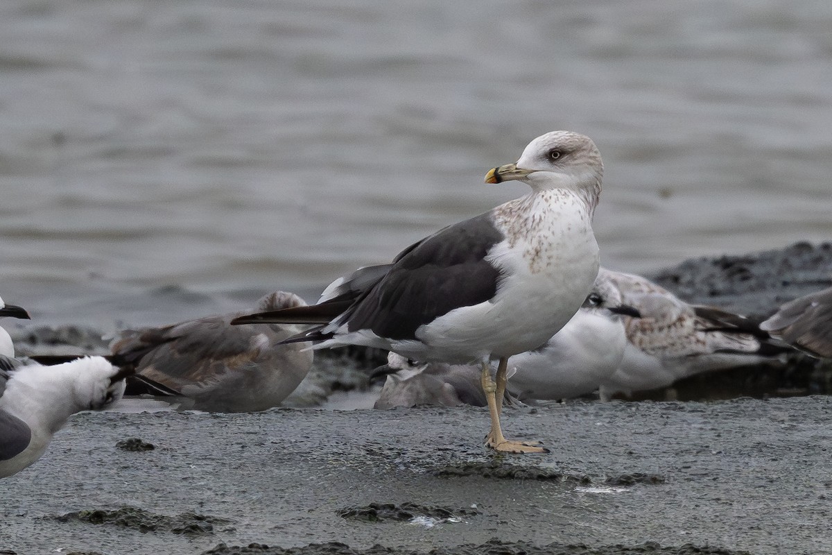 Lesser Black-backed Gull - ML646184100