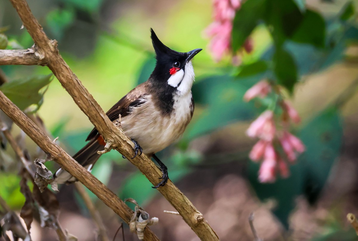 紅耳鵯 - ML646184101