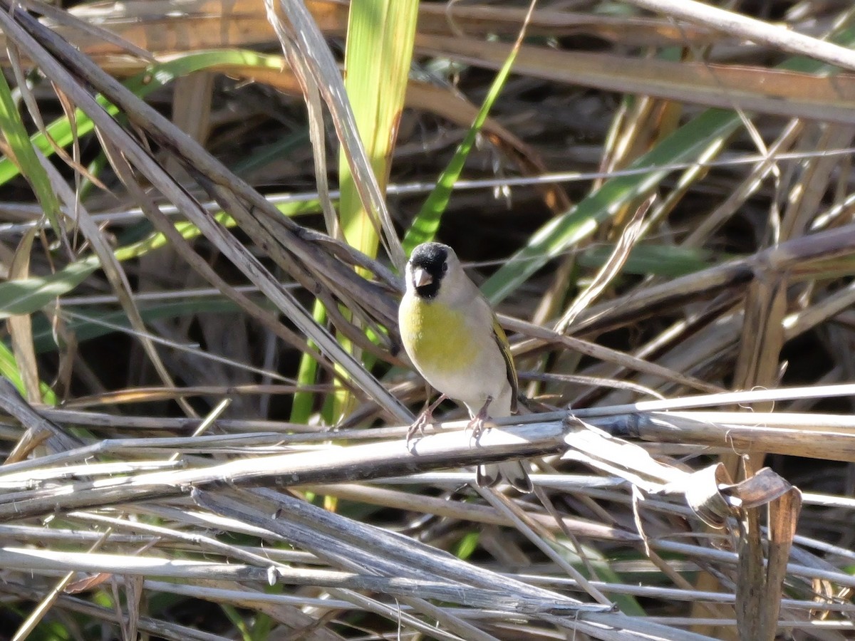 Lawrence's Goldfinch - ML646184111