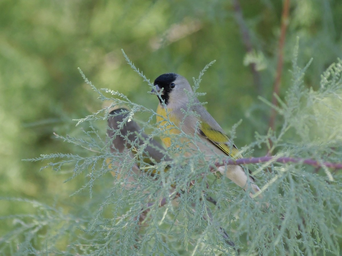 Lawrence's Goldfinch - ML646184112