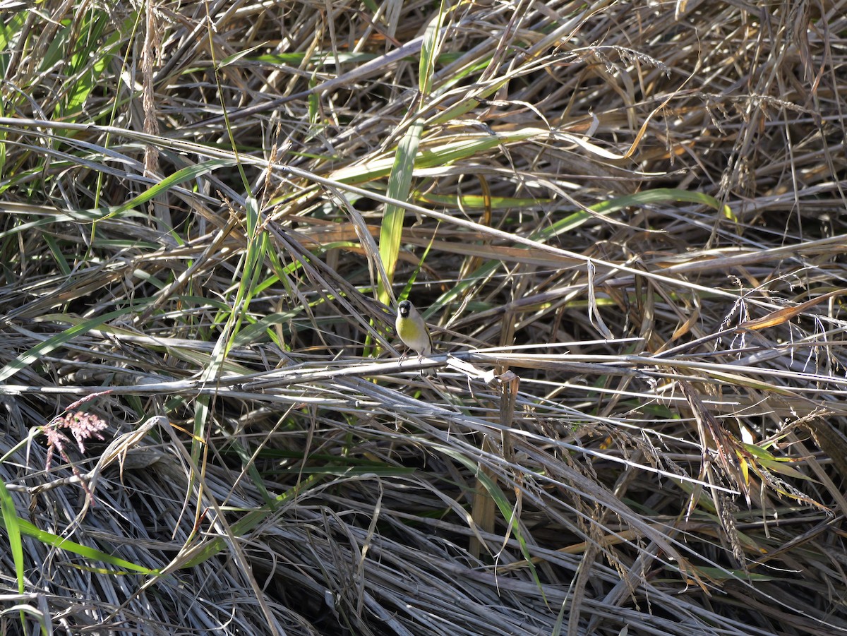 Lawrence's Goldfinch - ML646184113