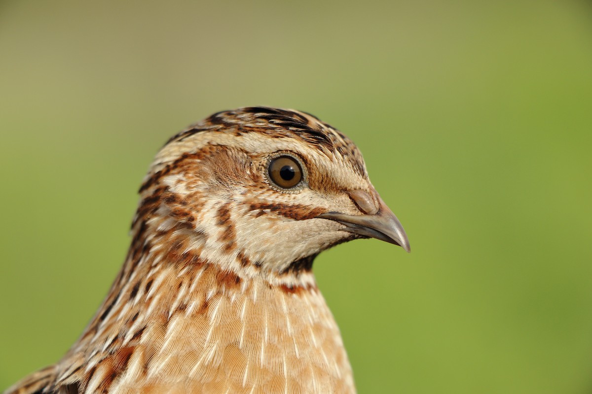 Common Quail - ML646184120