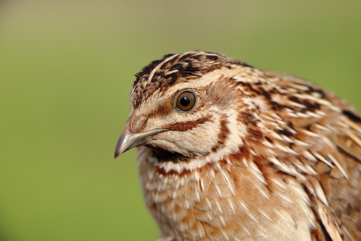 Common Quail - ML646184121