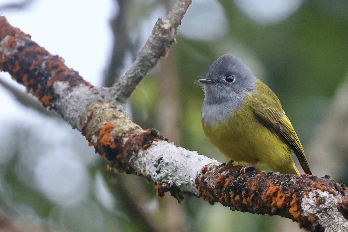 gråhodefluejeger - ML646184124