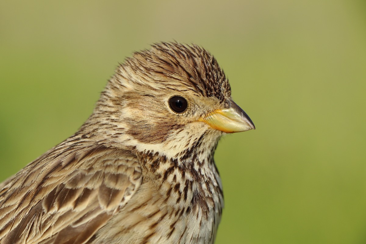 Corn Bunting - ML646184134