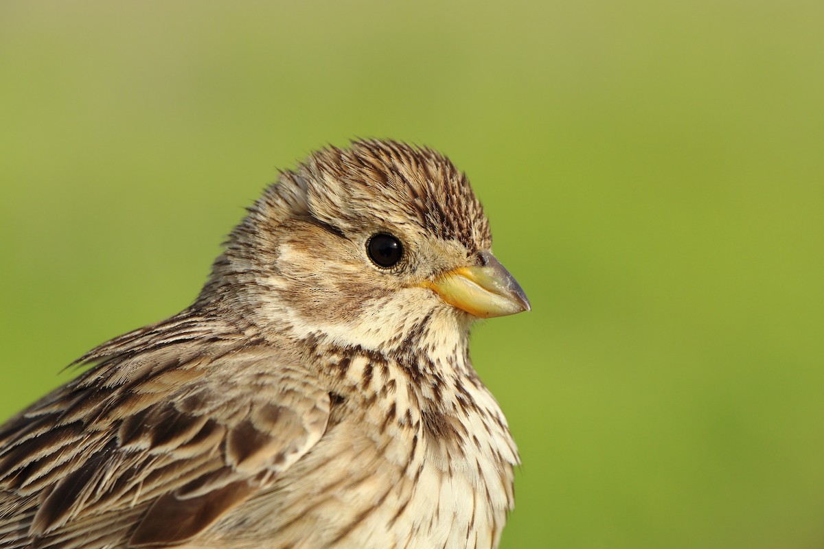 Corn Bunting - ML646184135
