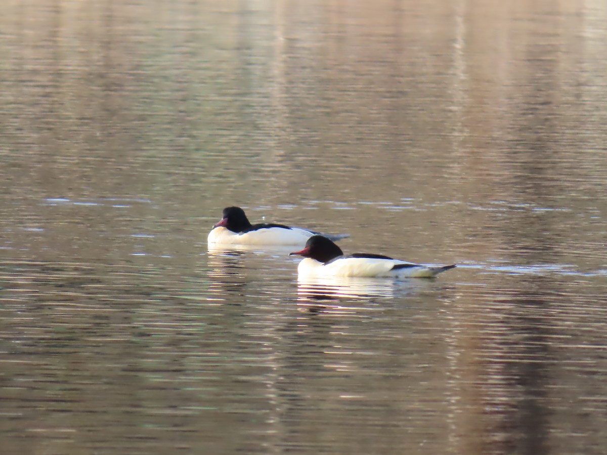 Common Merganser - ML646184141