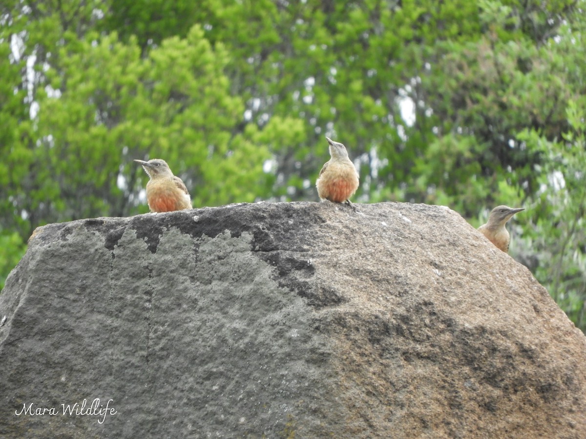 Ground Woodpecker - ML646184142