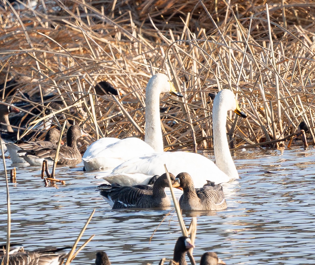 Whooper Swan - ML646184143