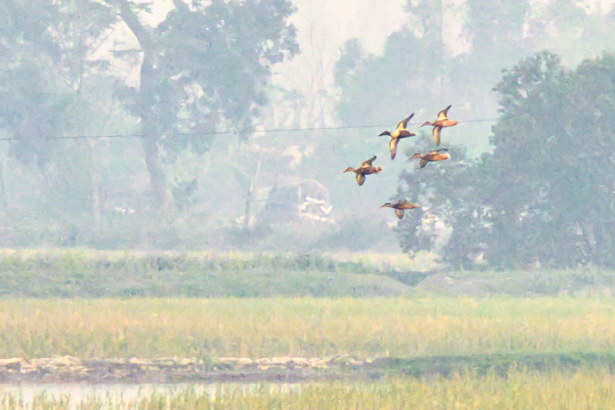 Northern Shoveler - ML646184145