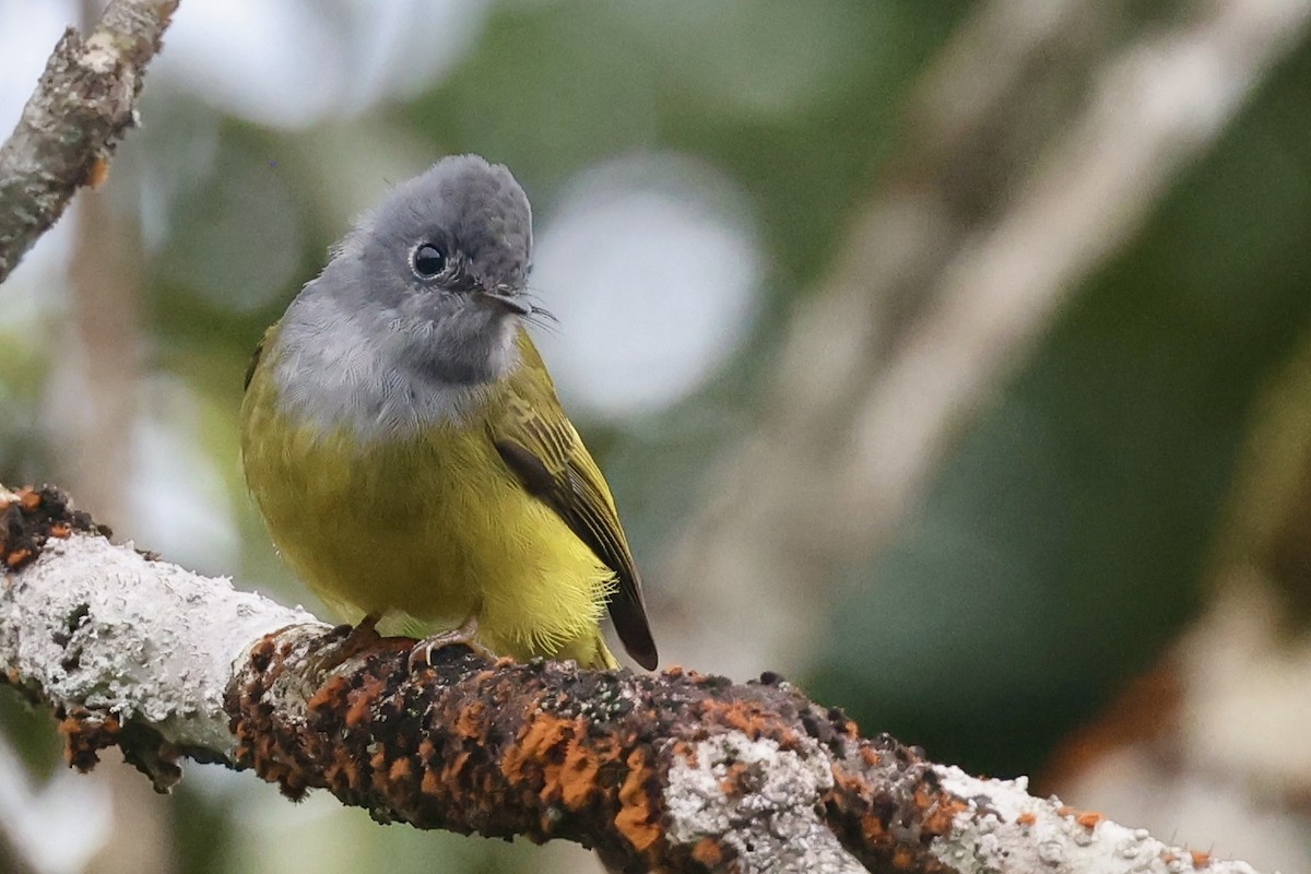 Gray-headed Canary-Flycatcher - ML646184147