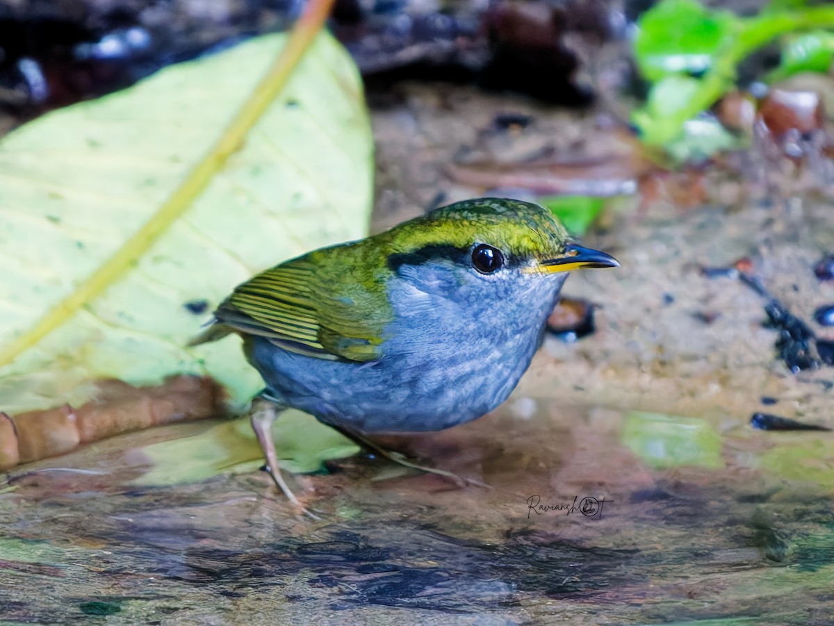 Gray-bellied Tesia - ML646184149