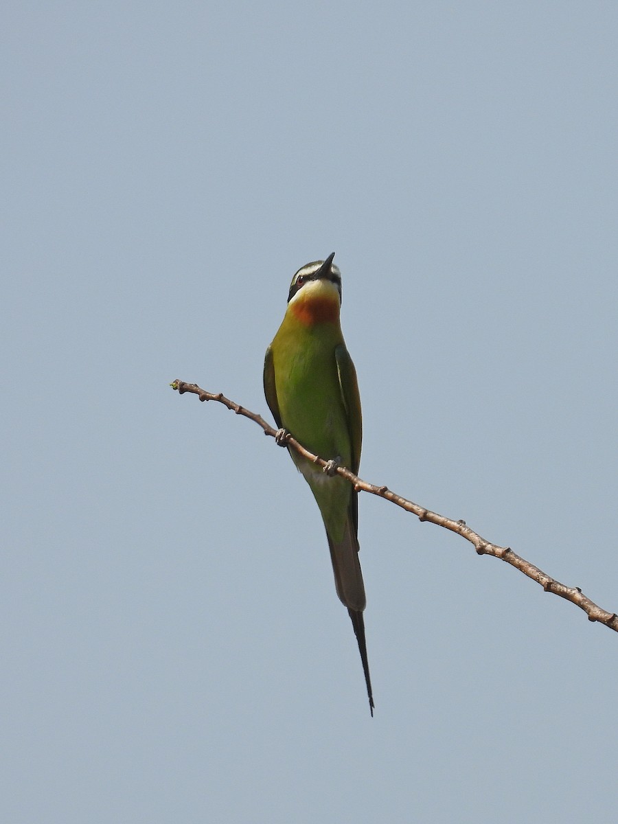 Olive Bee-eater - ML646184150