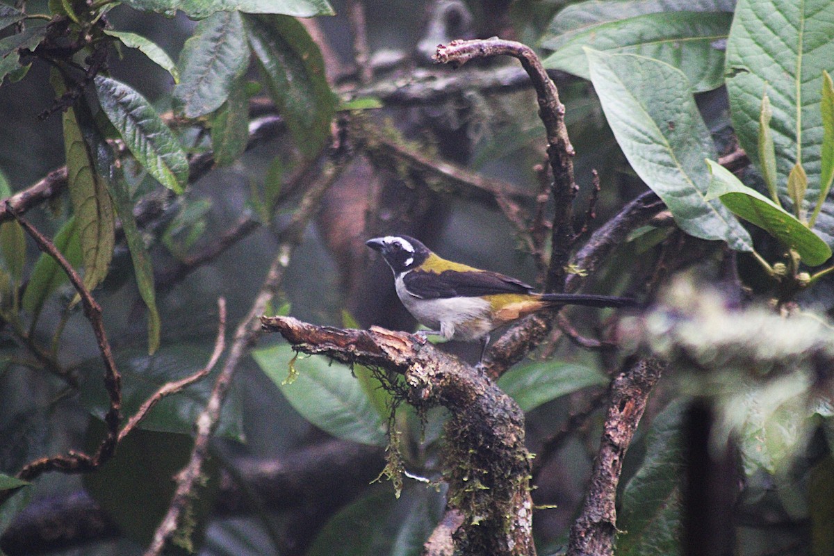 Black-winged Saltator - ML646184151