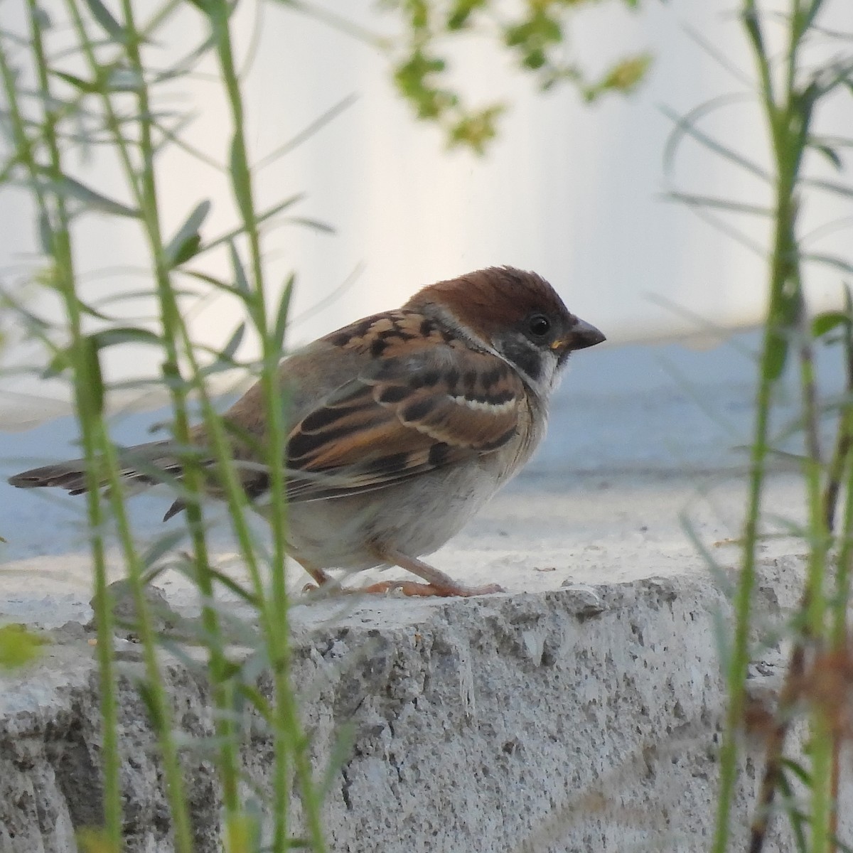 Eurasian Tree Sparrow - ML646184152