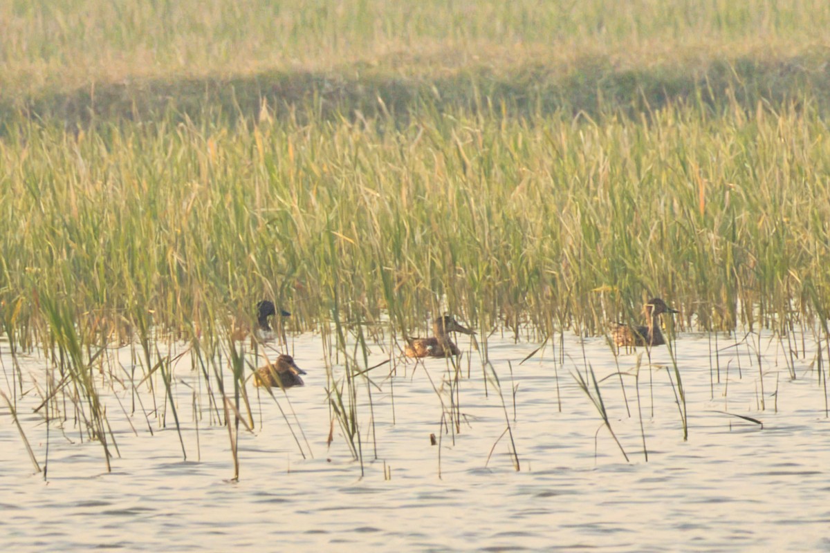 Northern Shoveler - ML646184153