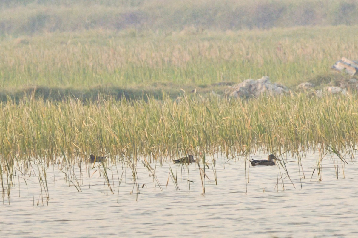 Northern Shoveler - ML646184155