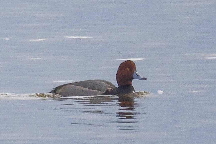 Redhead - ML646184156